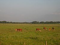 Cattle near Beeville, TX IMG 0987