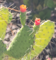 Consolea corallicola reintroduced to pine rockland - Big Pine Key, FL - May 2026 (2)