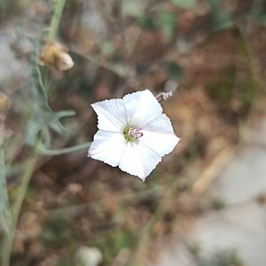 Convolvulus equitans var. equitans.jpg