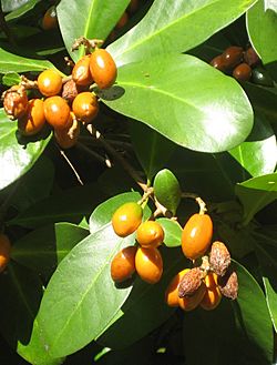 Corynocarpuslaevigatus012