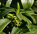 Daphne laureola 8703