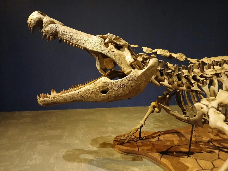 Deinosuchus side profile.webp