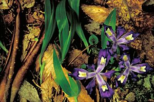 Dwarf crested iris flower