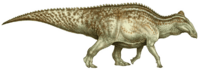 Edmontosaurus sp. reconstruction.PNG