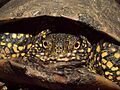 Emys orbicularis 20110507 1