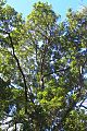 Endiandra sieberi Wyrabbalong National Park2