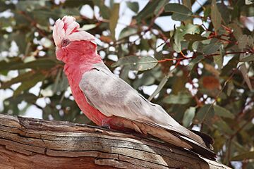 Galah-female-sa