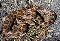 Great Plains Rat Snake (Pantherophis emoryi) (8726969667)