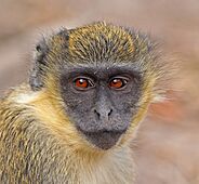 Green monkey (Chlorocebus sabaeus) juvenile head