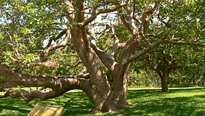 Gumbo Limbo Tree DeSoto National Monument