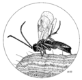 HYME Braconidae Cotesia ruficrus