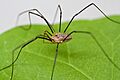 Harvestmen Close Macro