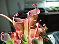 Heliamphora minor var minor auyan
