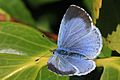 Holly blue butterfly (Celastrina argiolus) female