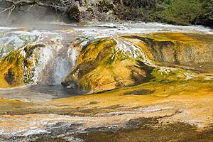 Hot spring at Warbrick Terrace