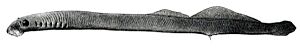 Ichthyomyzon unicuspis 1908