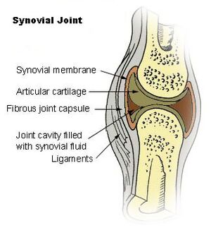 Illu synovial joint