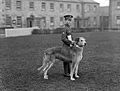 Irish Guards' Mascot - Leitrim Boy