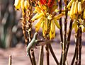 Kolibri-Sonora-Desert-USA