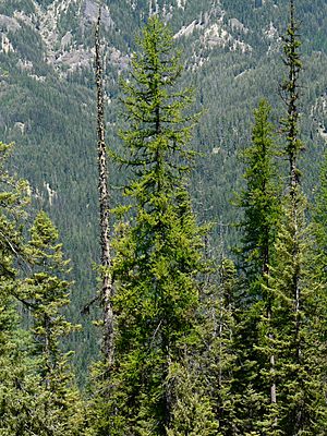 View of mature Western Larch in mid-summer with lush green foliage.