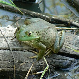 Lithobates catesbeianus Desoto1