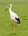 Maguari Stork (Ciconia maguari)