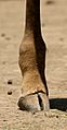 Masai Giraffe right-rear foot