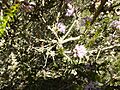 Melaleuca camptoclada (fruits)