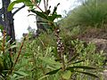 Melaleuca pyramidalis (fruits)