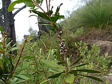 Melaleuca pyramidalis (fruits)