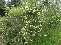 Melaleuca salicina (Nane Glen)