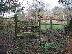 Moldrams Ground nature reserve, Pen Selwood - geograph.org.uk - 1616361