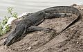 Monitor lizard Facts for Kids