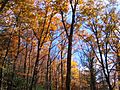 Mount Mitchell Fall Foliage
