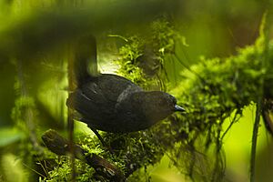 Narino Tapaculo - Colombia S4E9464 (16644372930).jpg