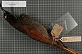Naturalis Biodiversity Center - RMNH.AVES.140729 1 - Epimachus fastuosus atratus (Rothschild and Hartert, 1911) - Paradisaeidae - bird skin specimen