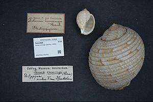 Naturalis Biodiversity Center - ZMA.MOLL.342435 - Tonna cumingii (Hanley, 1849) - Tonnidae - Mollusc shell.jpeg