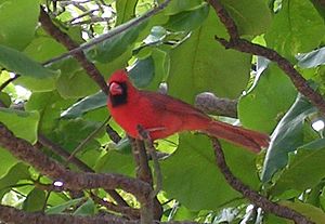 Northern Cardinal - bird (Cardinalis cardinalis)