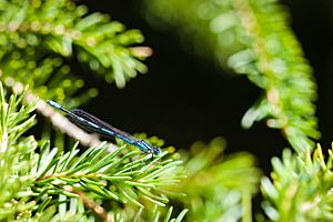 Northern or boreal bluet (20926231716)