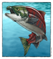 Oncorhynchus rastrosus reconstruction by Ray Troll
