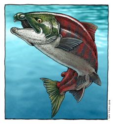 Oncorhynchus rastrosus reconstruction by Ray Troll