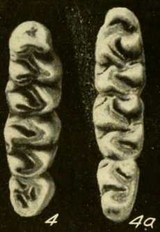 Oryzomys talamancae molars