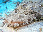 Papilloculiceps longiceps 2 by Marek Jakubowski