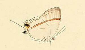 Paradeudorix eleala.JPG