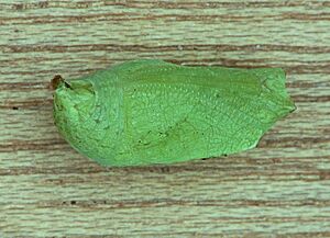 Pararge aegeria pupa, bont zandoogje pop
