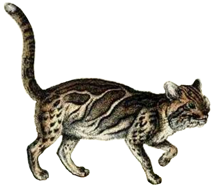 Pardofelis marmorata (white background)