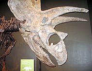 PentaceratopsSamnoble