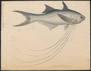 Pentanemus quinquarius - 1700-1880 - Print - Iconographia Zoologica - Special Collections University of Amsterdam - UBA01 IZ13400129.tif