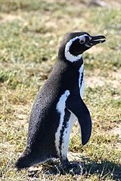 Pingüino (1).JPG