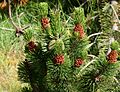 Pinus contorta (Lodgepole Pine) - Flickr - S. Rae